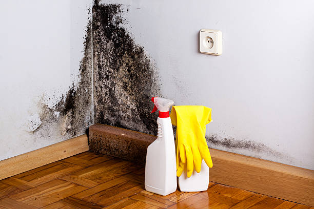 Best Attic Mold Removal  in Cypress Landing, NC