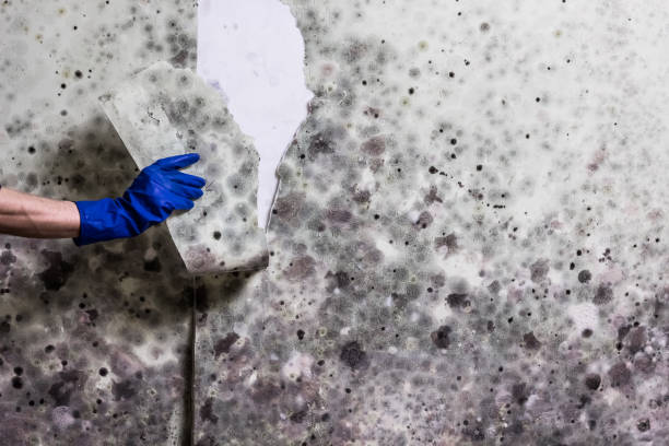 Best Same-Day Mold Removal  in Cypress Landing, NC