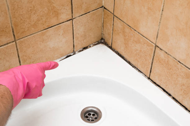Best Commercial Mold Removal  in Cypress Landing, NC